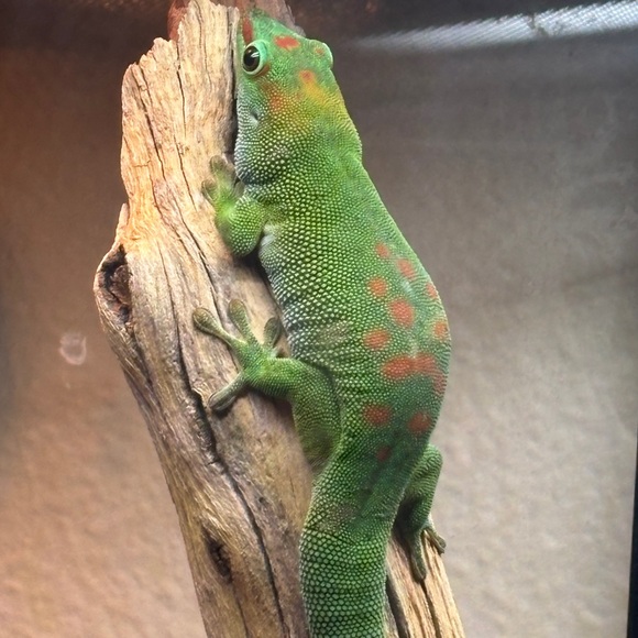 Meet your Posher, Maddie - Picture 6 of 6